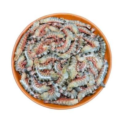 টাইগার চিংড়ি